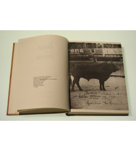 El color de la divisa*